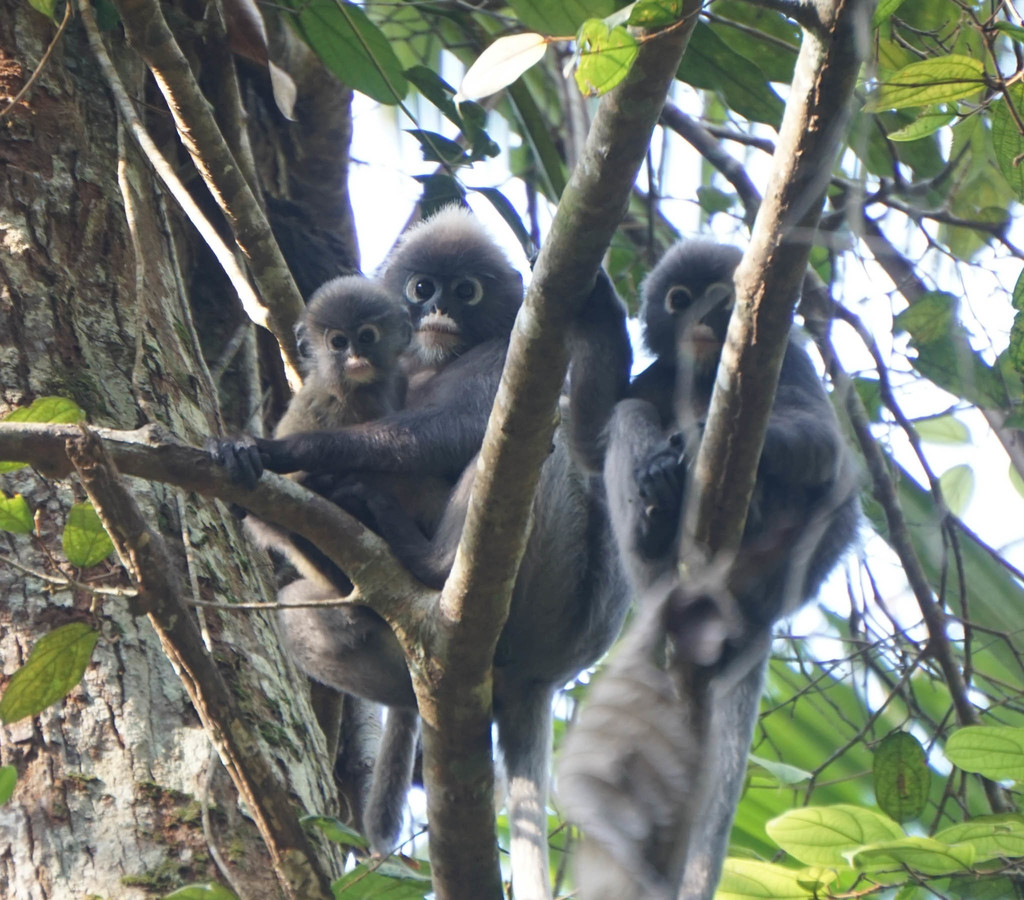Dusky Langur (Trachypithecus obscurus)