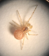 Theridion murarium