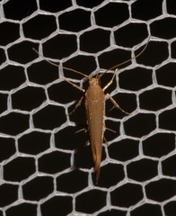 Glaphyristis marmarea