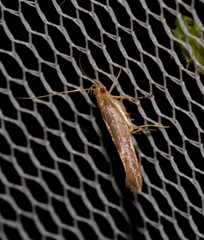 Glaphyristis marmarea