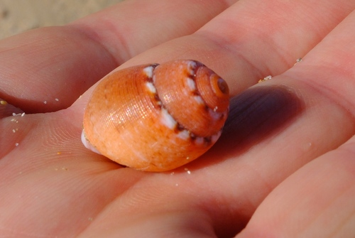 Demoulia ventricosa observed 2025-12-16