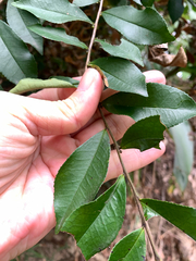 Eurya septata, photograph 呂一起(Lyu yi-chi), CC BY, iNaturalist via GBIF