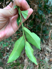 Eurya septata, photograph 呂一起(Lyu yi-chi), CC BY, iNaturalist via GBIF