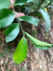 Eurya septata, photograph 呂一起(Lyu yi-chi), CC BY, iNaturalist via GBIF