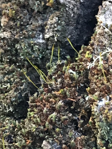 iNaturalist observation photo of Mosses