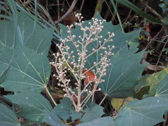 Sinopanax formosanus