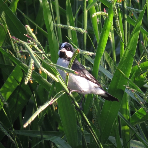 Lined Seedeater (Sporophila lineola), photo 9