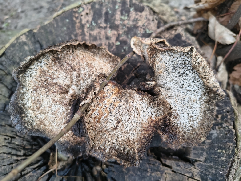 Cerioporus squamosus · December 2025 · photo: © sofiiapanchyk (iNaturalist, cc-by)