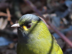 Liocichla steerii