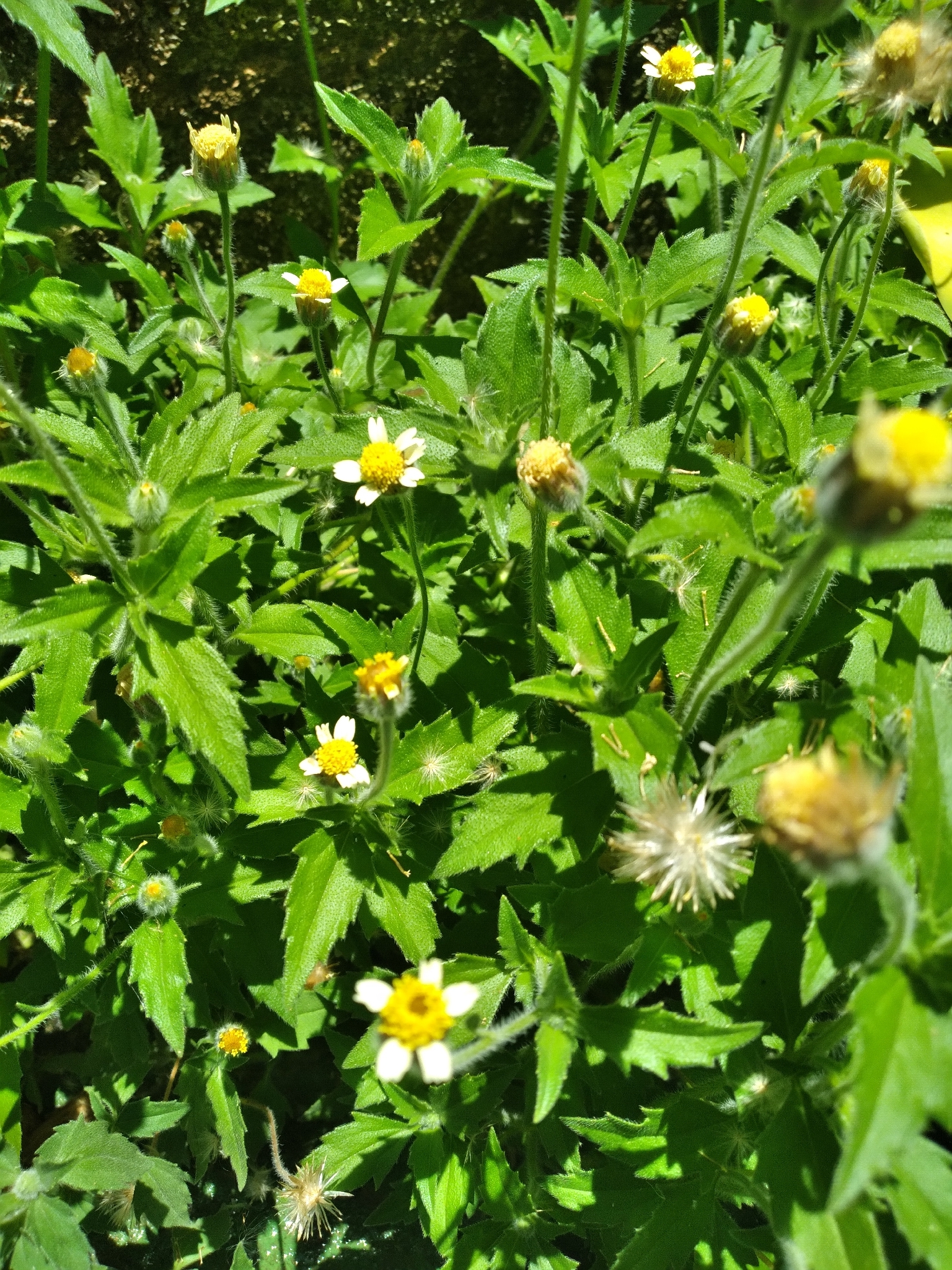 Tridax procumbens