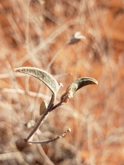 Croton californicus