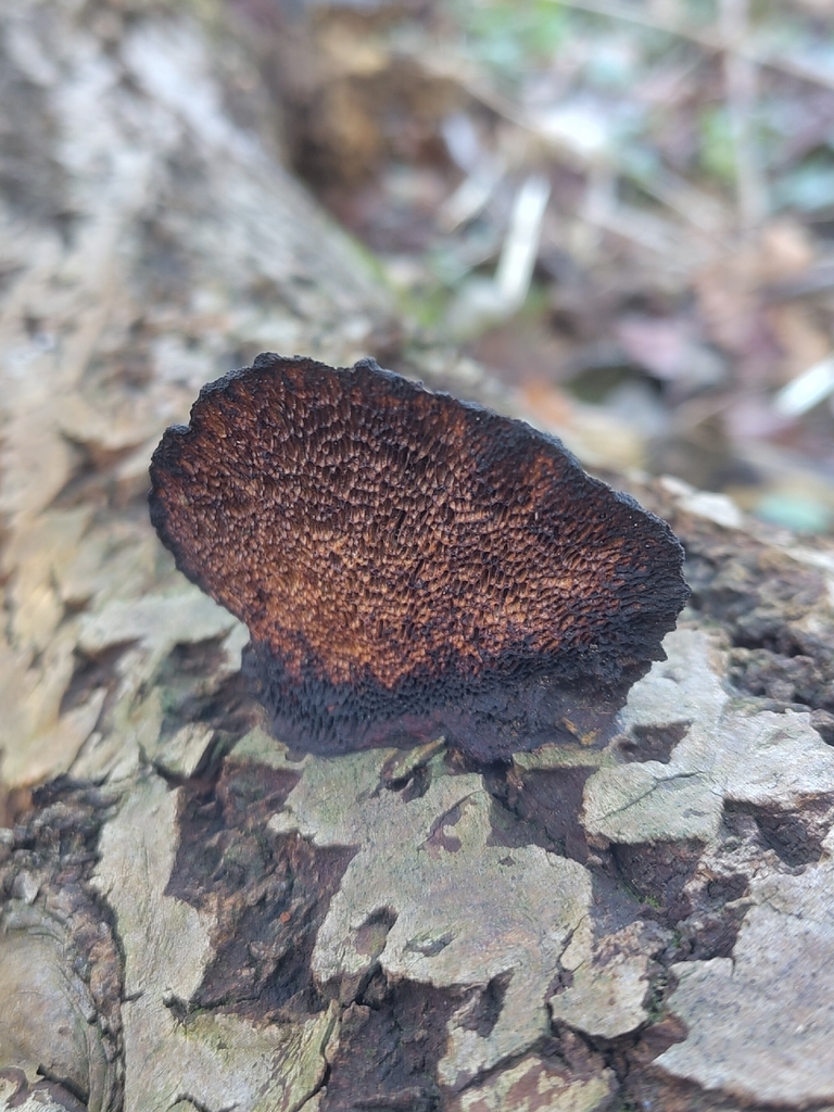 Daedaleopsis confragosa · December 2025 · photo: © jardinjungle (iNaturalist, cc0)