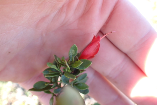 Slender Fuchsia (Eremophila decipiens)