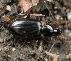 Agonum punctiforme
