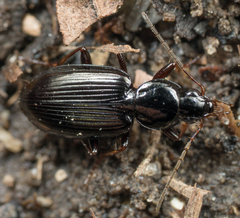 Agonum punctiforme