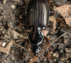Agonum punctiforme