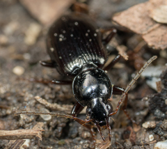 Agonum punctiforme