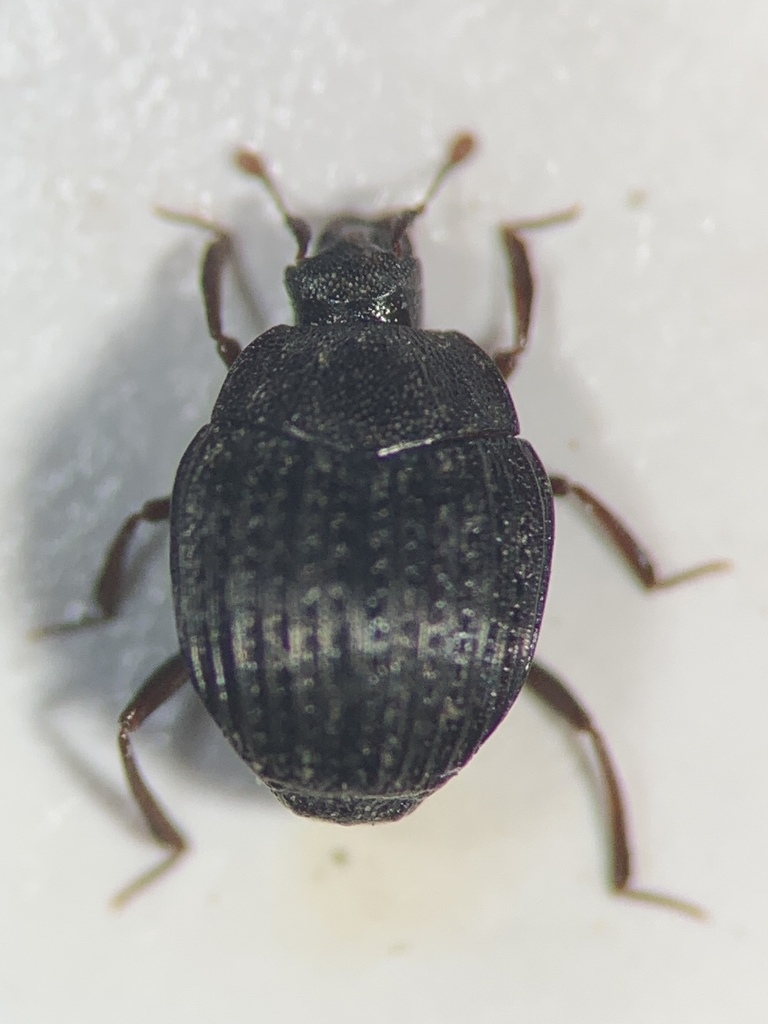 Onthophilus affinis