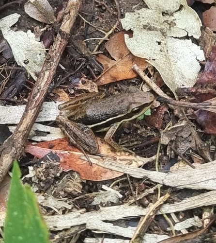 Campinas Tree Toad, Hylodes sazimai