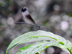 Psolodesmus mandarinus