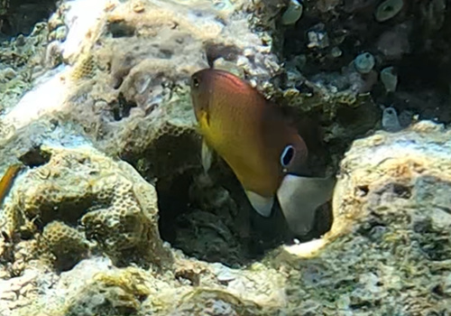 メガネスズメダイの写真