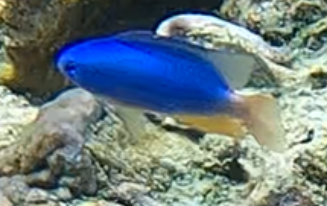 Neon Damselfish