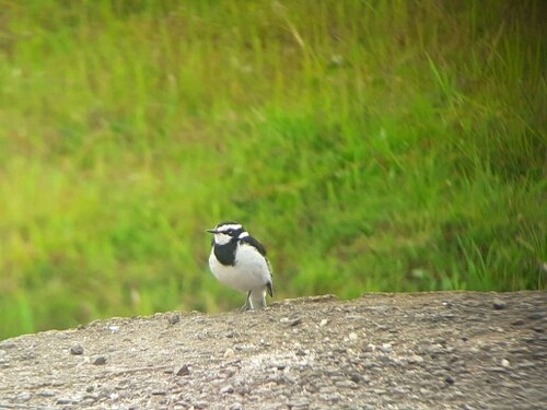 African Pied Wagtail