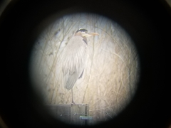 Ardea herodias