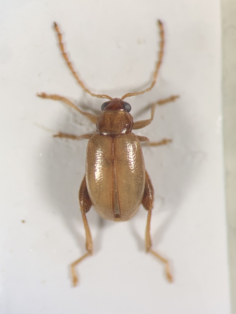 Longitarsus aeruginosus