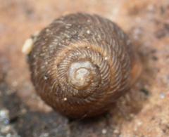 Strobilops