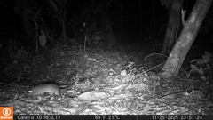 O'connell's Spiny-Rat photo 5
