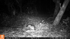 O'connell's Spiny-Rat photo 4