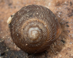 Strobilops