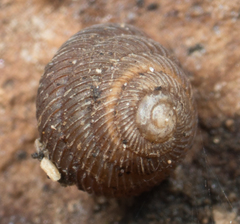Strobilops