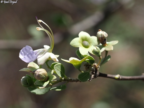 Littleleaf Chinese-Hats (Karomia microphylla)