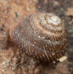 Strobilops