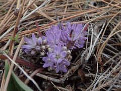 Hydrophyllum capitatum