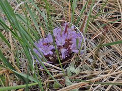 Hydrophyllum capitatum