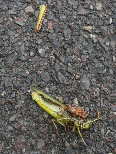 Large Green Grasshopper