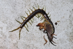 Scolopendra japonica