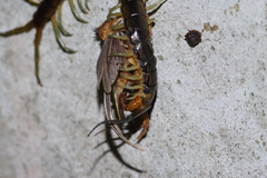 Scolopendra japonica