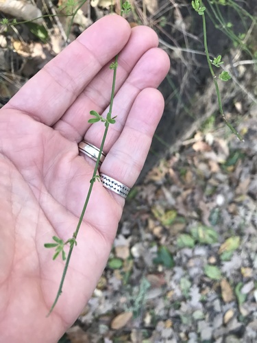 iNaturalist observation photo of Plants