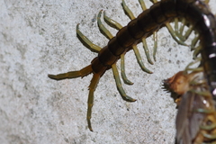 Scolopendra japonica