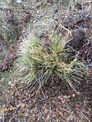 Carex xerophila