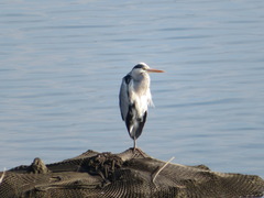 Ardea cinerea