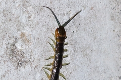 Scolopendra japonica