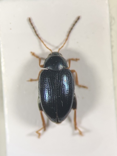 Psylliodes laticollis