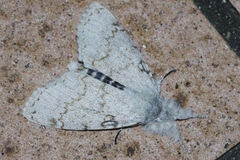 Calliteara lunulata