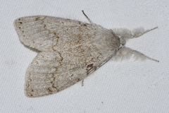 Calliteara lunulata