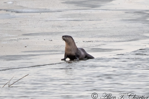 North American River Otter photographed in Michigan